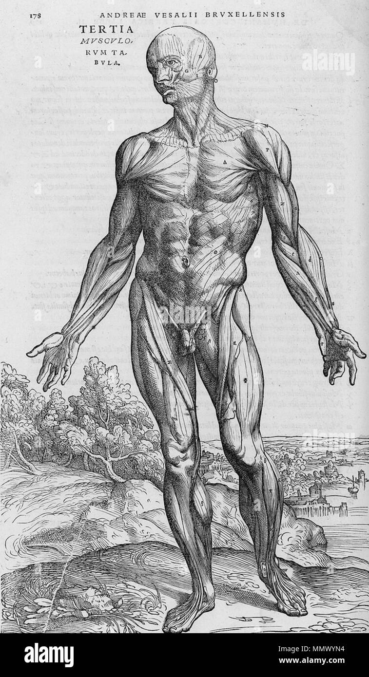 . Englisch: Seziert menschlichen Körper. . 1543. Andreas Vesalius (1514-1564) Alternative Namen Andreas van Wesel, Andreas Vesal, André Vesalio, Andre Vesale Beschreibung flämischen Maler und Anatom Datum der Geburt / Tod 31. Dezember 1514 vom 15. Oktober 1564 Ort der Geburt / Todes Bruxelles Zakynthos Authority control: Q 170267 VIAF:?:? ISNI 51696979 0000 0001 2132 6681 ULAN:?? n 500327607 LCCN: 81035178 NLA:? 35580728 WorldCat De Humani Corporis Fabrica (25) Stockfoto