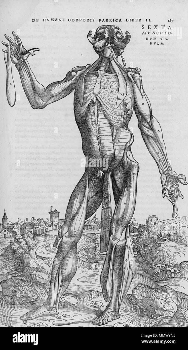 . Englisch: Seziert menschlichen Körper. . 1543. Andreas Vesalius (1514-1564) Alternative Namen Andreas van Wesel, Andreas Vesal, André Vesalio, Andre Vesale Beschreibung flämischen Maler und Anatom Datum der Geburt / Tod 31. Dezember 1514 vom 15. Oktober 1564 Ort der Geburt / Todes Bruxelles Zakynthos Authority control: Q 170267 VIAF:?:? ISNI 51696979 0000 0001 2132 6681 ULAN:?? n 500327607 LCCN: 81035178 NLA:? 35580728 WorldCat De Humani Corporis Fabrica (23) Stockfoto