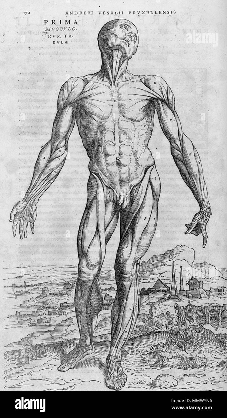 Anatomie. 1543. De Humani Corporis Fabrica (27) Stockfoto