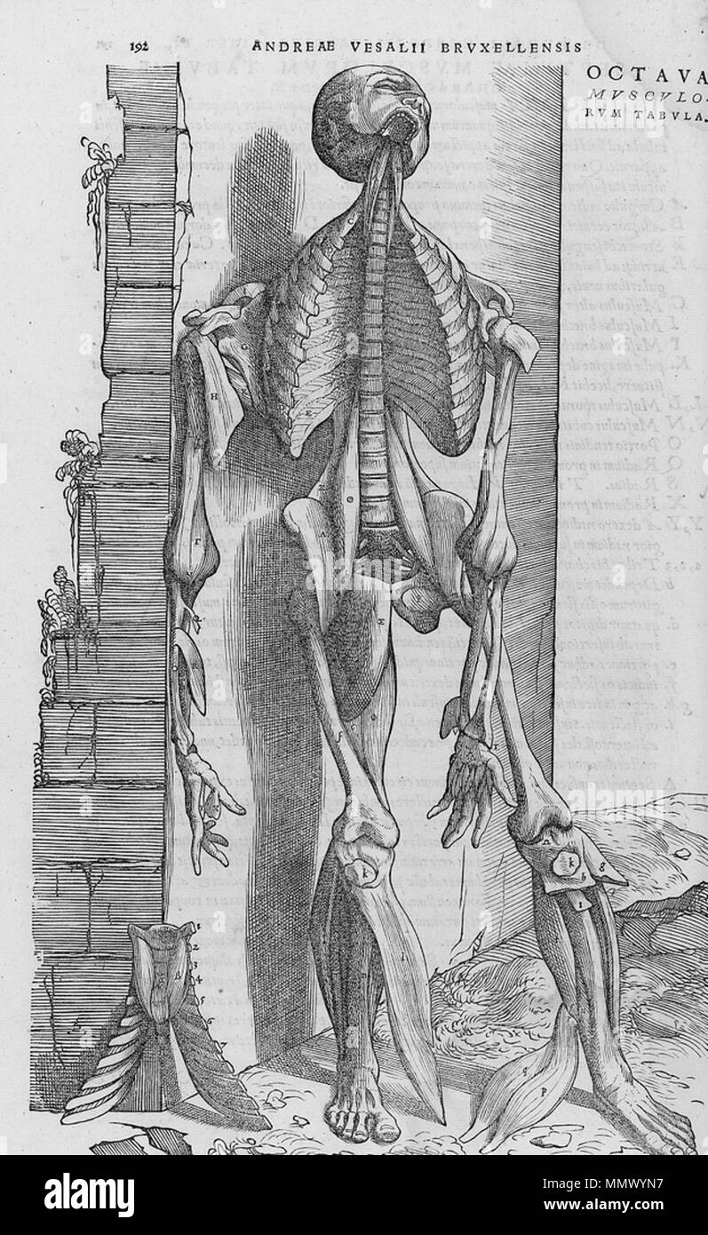 . Englisch: Seziert menschlichen Körper. . 1543. Andreas Vesalius (1514-1564) Alternative Namen Andreas van Wesel, Andreas Vesal, André Vesalio, Andre Vesale Beschreibung flämischen Maler und Anatom Datum der Geburt / Tod 31. Dezember 1514 vom 15. Oktober 1564 Ort der Geburt / Todes Bruxelles Zakynthos Authority control: Q 170267 VIAF:?:? ISNI 51696979 0000 0001 2132 6681 ULAN:?? n 500327607 LCCN: 81035178 NLA:? 35580728 WorldCat De Humani Corporis Fabrica (22) Stockfoto