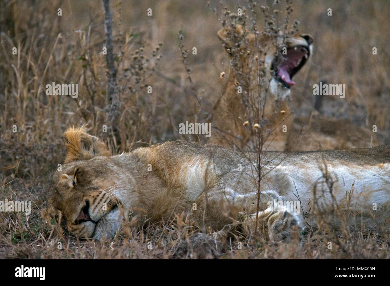 Schlafende Löwinnen, Panthera leo, Krüger Nationalpark, Südafrika Stockfoto