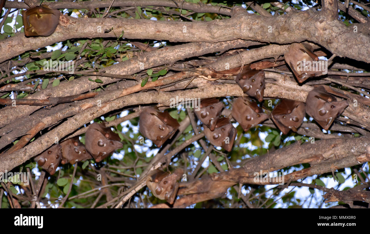 Eine Gruppe von Peter schulterstücke Flughunde, Epomophorus crypturus, hängt von einem Baum, Krüger Nationalpark, Südafrika Stockfoto