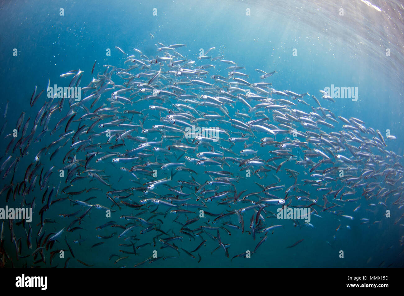 Sardinen, sardinops Biographie <bilden einen Köder Kugel während der Sardine Run, östliches Kap Wild Coast, South Afrika, Indischer Ozean Stockfoto