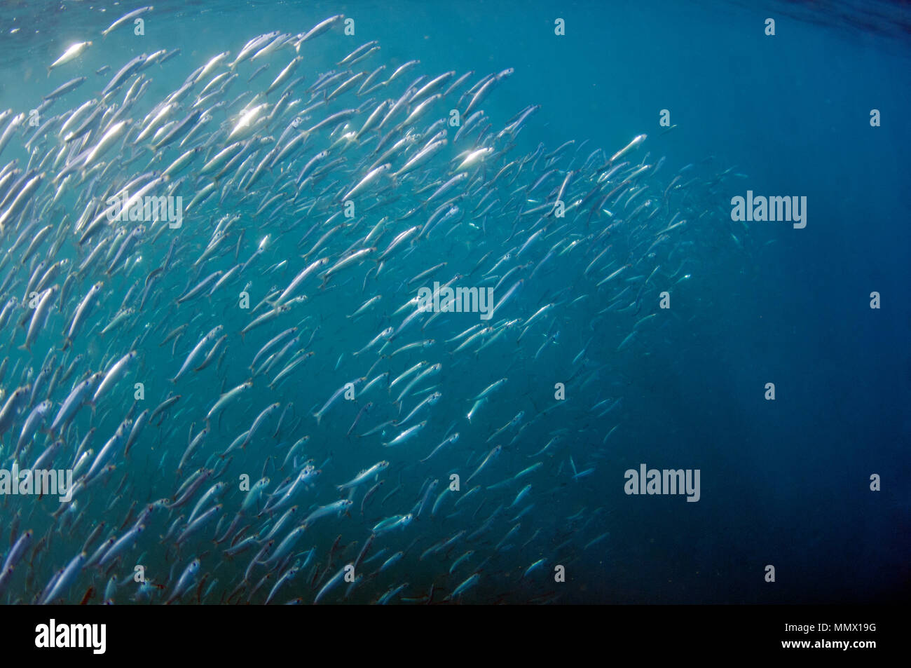 Sardinen, sardinops Biographie <bilden einen Köder Kugel während der Sardine Run, östliches Kap Wild Coast, South Afrika, Indischer Ozean Stockfoto