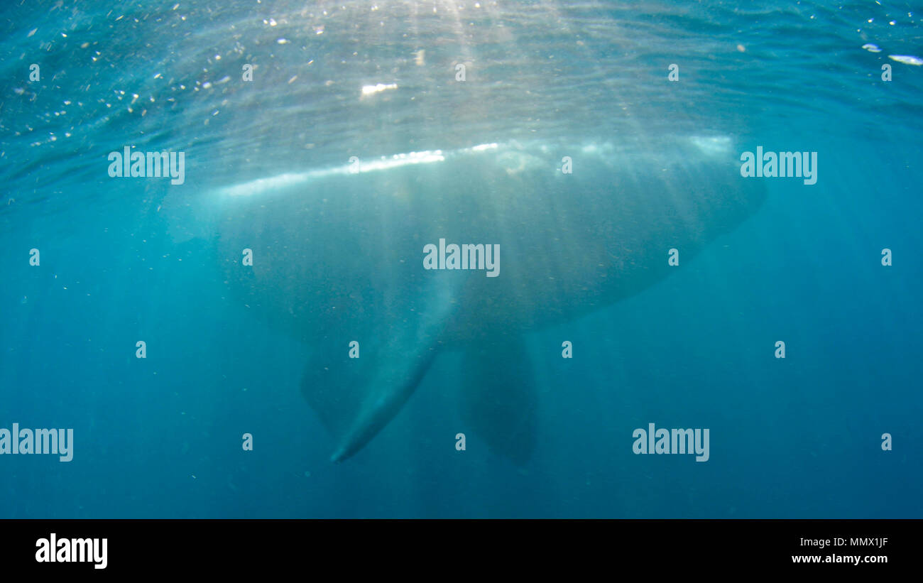 Southern Right Whale, Eubalaena Australis, Coffee Bay, Eastern Cape Wild Coast, South Afrika, Indischer Ozean Stockfoto