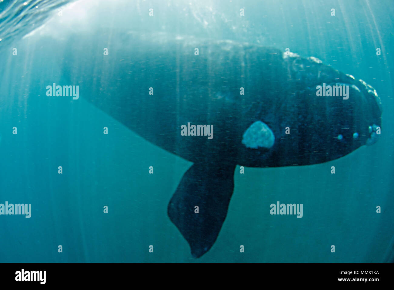 Southern Right Whale, Eubalaena Australis, Coffee Bay, Eastern Cape Wild Coast, South Afrika, Indischer Ozean Stockfoto