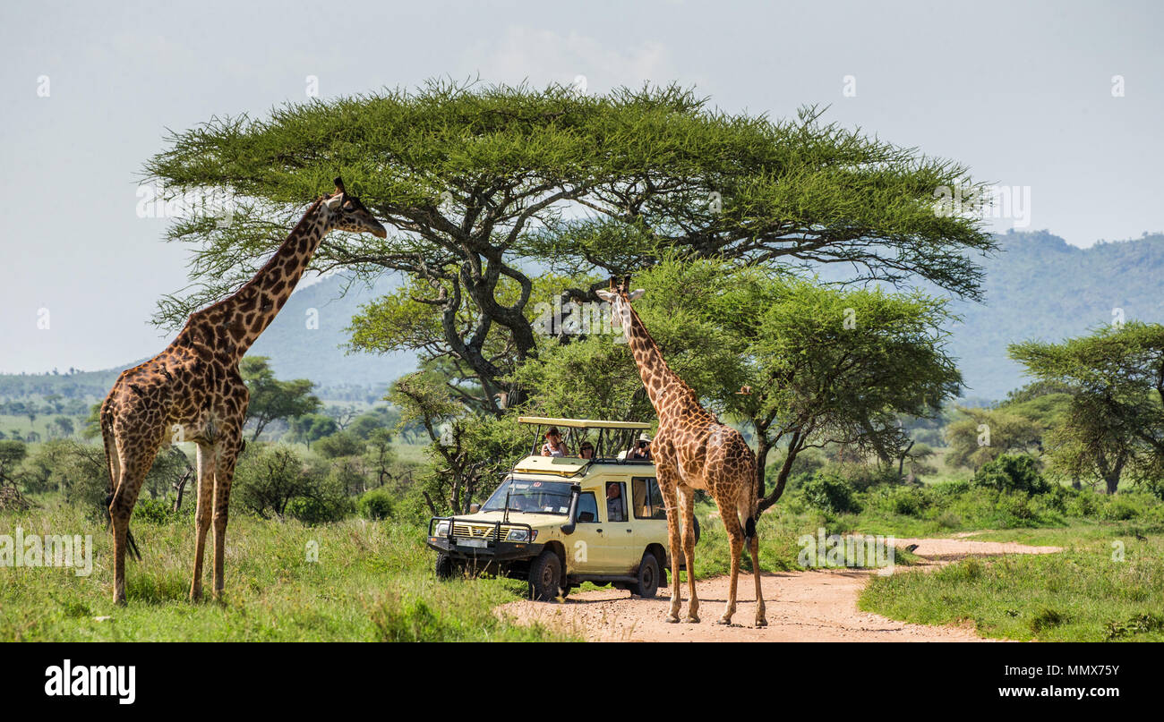 Touristen beobachten Giraffen im Serengeti National Park. Afrika. Tansania. Serengeti National Park. Stockfoto
