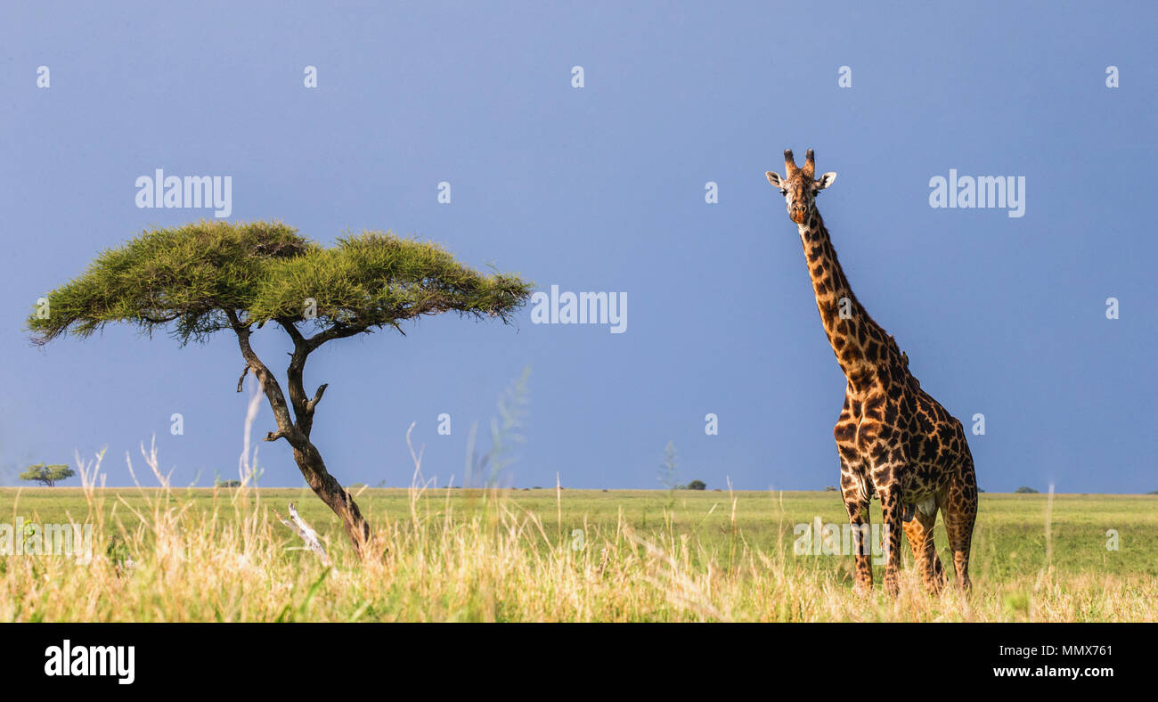 Giraffe steht in der Savanne. Ein klassisches Bild. Afrika. Tansania. Serengeti National Park. Stockfoto