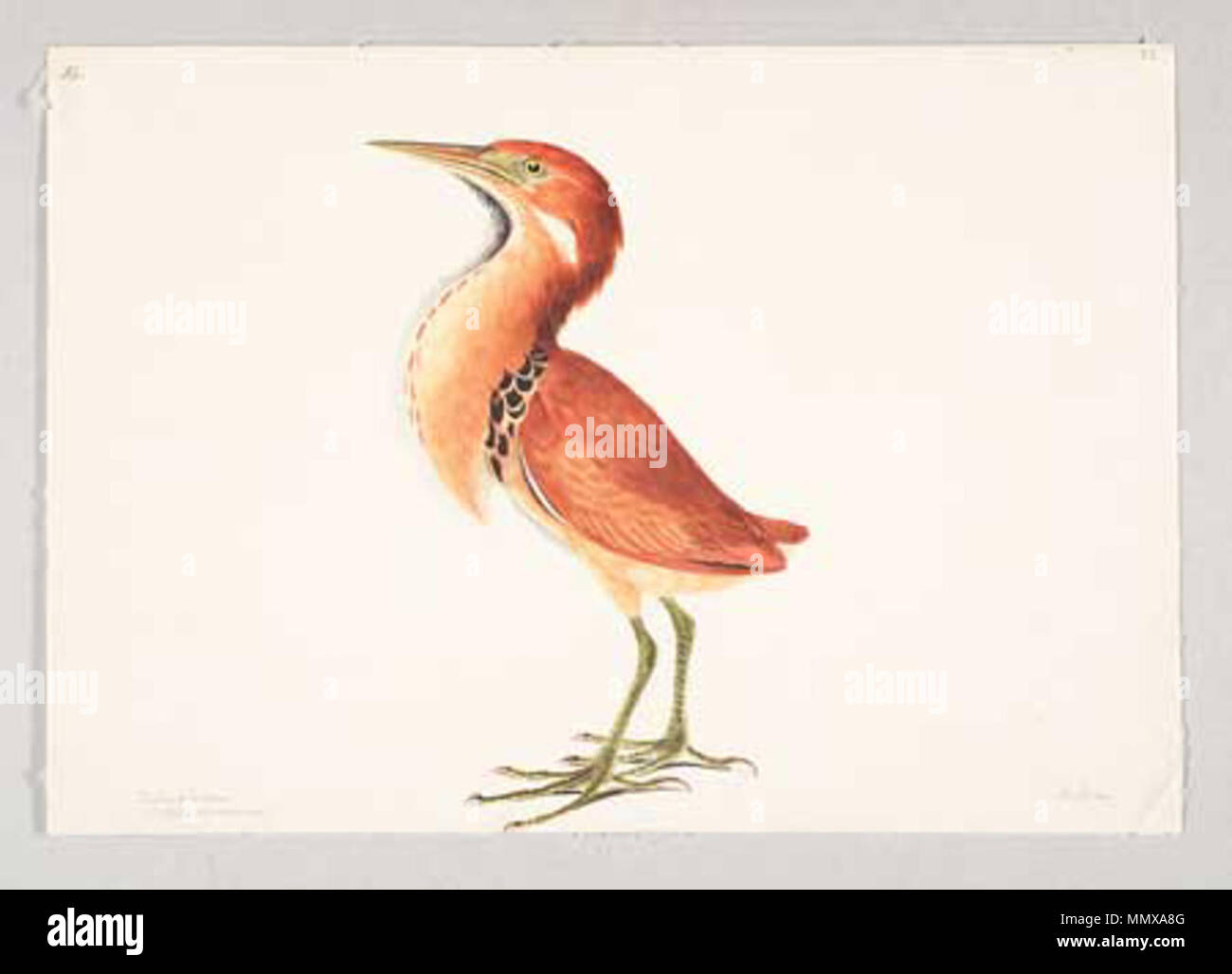 . Englisch: Kastanie Rohrdommel (ixobrychus Cinnamomeus). Vor 1808. Elizabeth Elizabeth Gwillim Gwillim Kastanie Rohrdommel Stockfoto