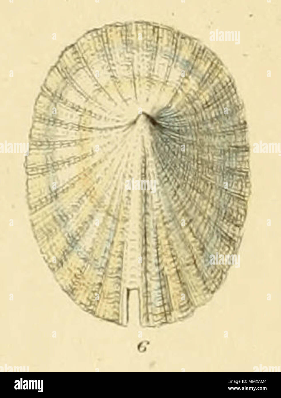 . Englisch: Emarginula crassa Sowerby. Aus illustrierten Index der britischen Schalen, Teller XI., Abb. 6. . 1859. George Brettingham Sowerby II (1812 - 1884) Beschreibung Naturforscher und Illustrator Datum der Geburt / Tod am 25. März 1812 vom 26. Juli 1884 Ort der Geburt / Todes Lambeth Wood Green Authority control: Q 1223045 VIAF:?:? ISNI 73969050 0000 0000 8153 9905 88669749 LCCN:?n NLA:?? 117648485 35246704 GND: WorldCat Emarginula crassa (Sowerby) Stockfoto