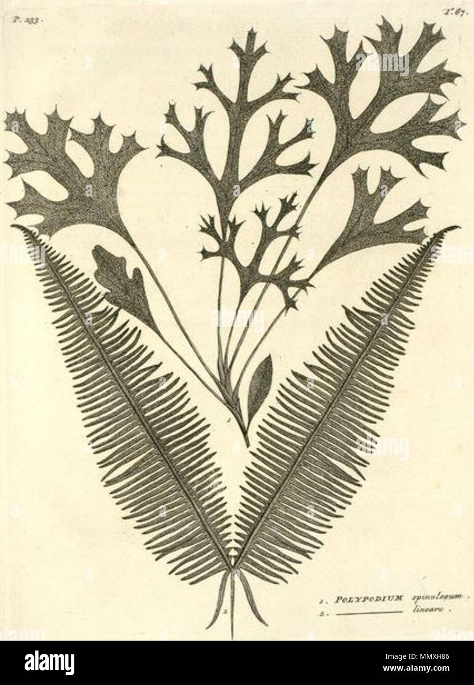 . Dies ist ein Scan des Tab. 67 (neben Seite 233) von nicolaas's Burman 1876 Flora Indica. Es zeigt zwei Pflanzenarten, die dann als Arten von Polypodium. Die obere Anlage, mit der Aufschrift Polypodium spinulosum, aber jetzt als Synaphea spinulosa bekannt ist, ist von besonderem Interesse. Obwohl als fern von Java beschrieben, sie ist eine von zwei Werken in Flora Indica aufgelistet, die in der Tat endemisch in Southwest Western Australia. Die Exemplare, auf denen die Beschreibung und das Bild sind jetzt gedacht während der Reise 1696 zu den Swan River von Willem de Vlamingh gesammelt worden zu sein. Thi Stockfoto