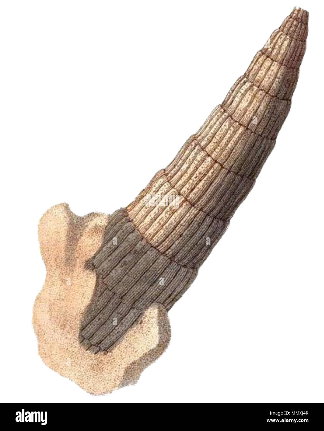 . Englisch: (eine PNG-Version dieses Bild) Abbildung einer calamites Arten fossiler aus dem 'Petrificata derbiensia: oder, Abbildungen und Beschreibungen von petrifactions... Von William Martin - Fossile Brennstoffe - PHYTOLITHUS sulcatus Graminis trunci cylindrici simplicis articulis longitudinaliter sulcatis S t. Fossile pflanzliche Phytolithus Derbyshire Stockfoto