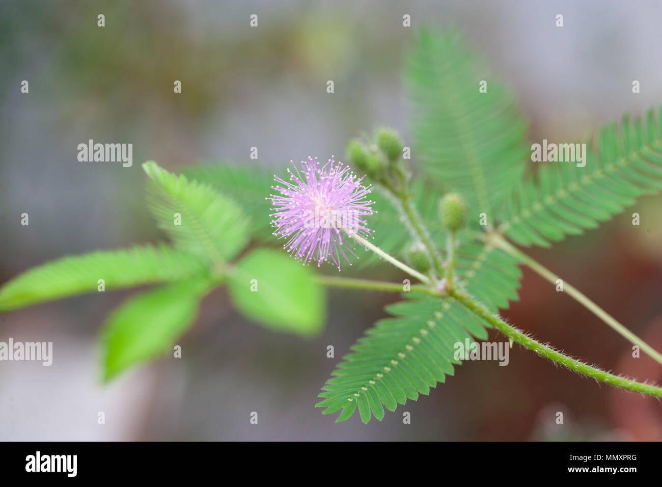 Empfindliche Pflanze, Sensitiva (Mimosa pudica) Stockfoto