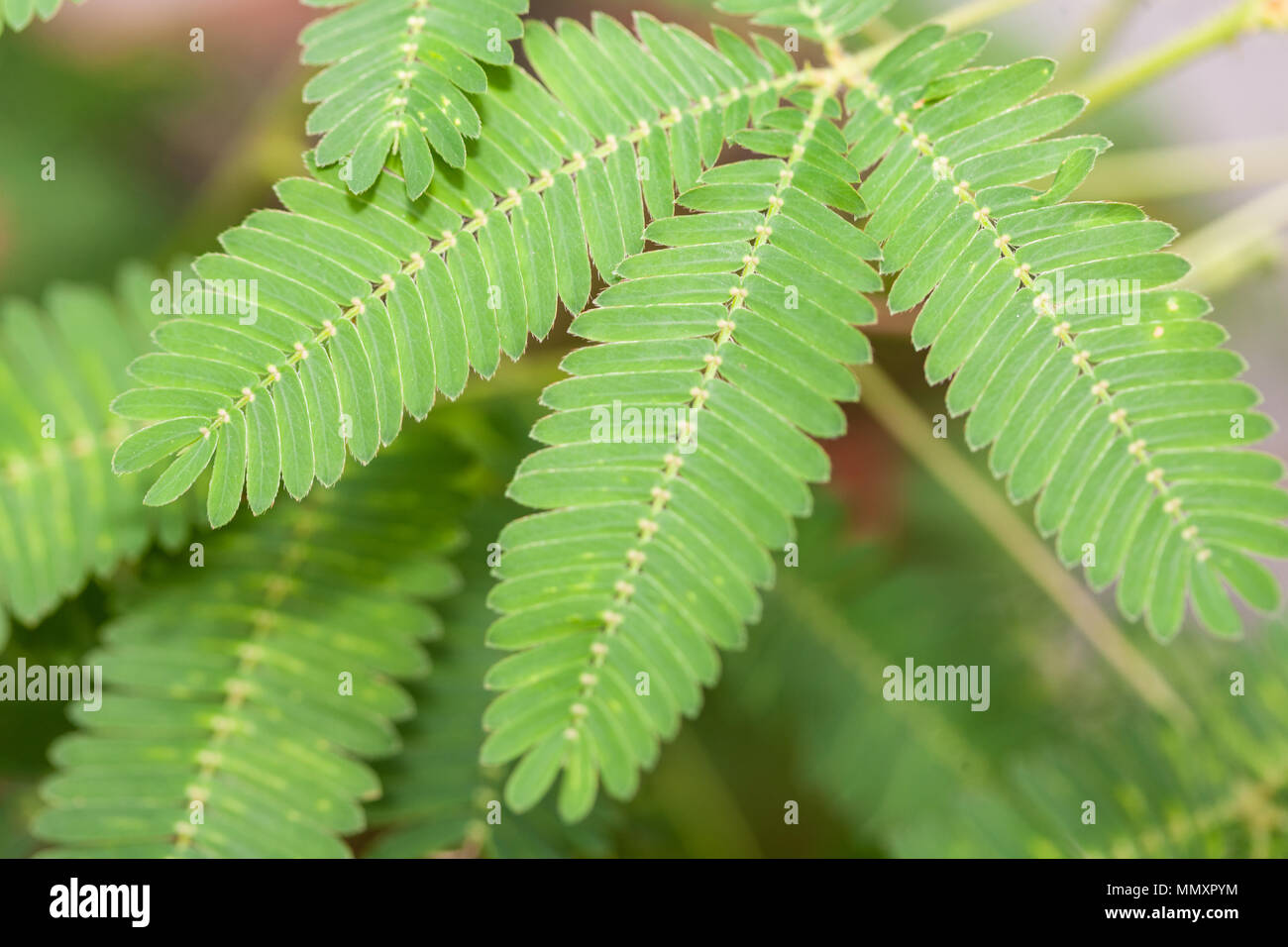 Empfindliche Pflanze, Sensitiva (Mimosa pudica) Stockfoto