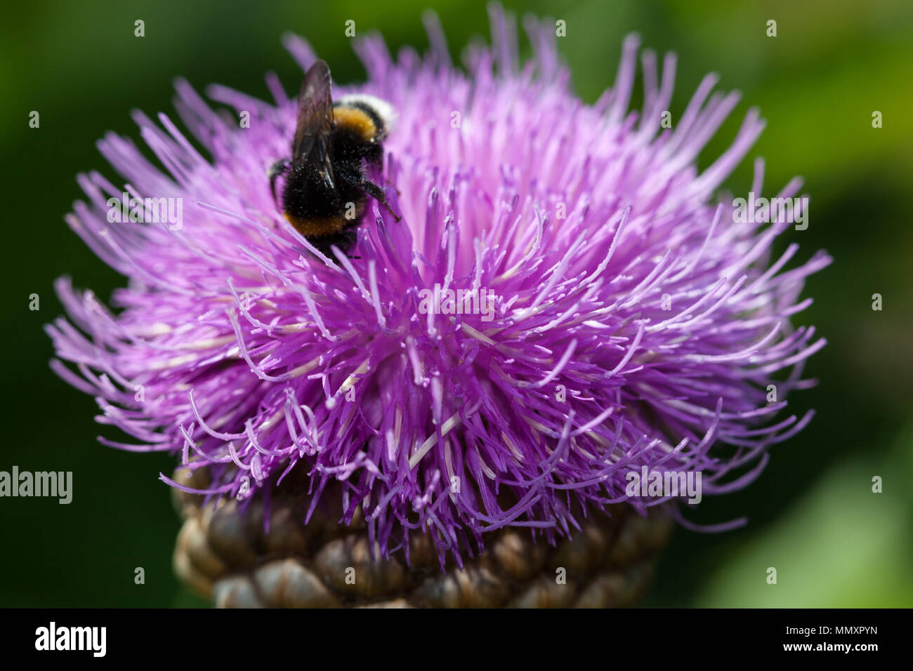 Baumwolle Distel, Ulltistel (Onopordum acanthium) Stockfoto