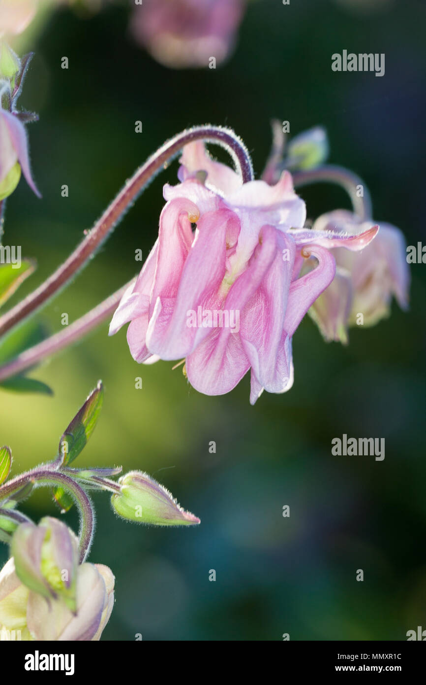 Europäische Columbine, Akleja, (Aquilegia vulgaris) Stockfoto