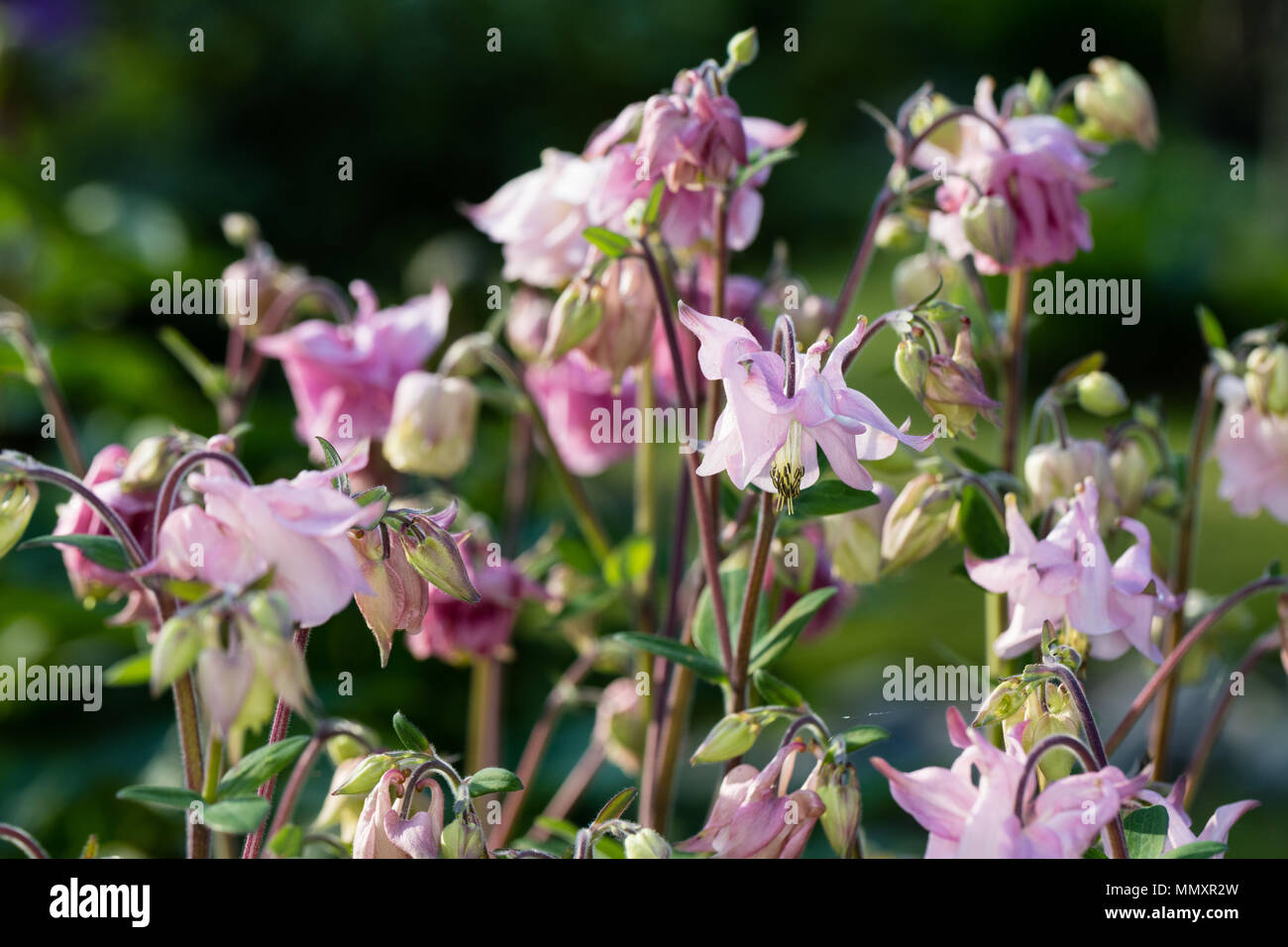 Europäische Columbine, Akleja, (Aquilegia vulgaris) Stockfoto