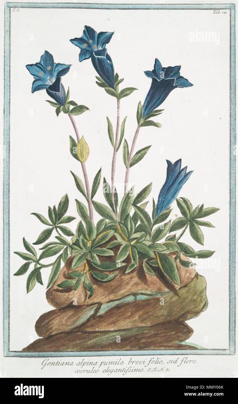 . Latina: Gentiana alpina pumila Brevi folio, sed Flore coeruleo elegantissimo; Hortus Romanus - Roma - Italia. . Zwischen 1772 und 1793. Giorgio Bonelli und Nicolò Martelli Gentiana - Hortus Romanus Stockfoto