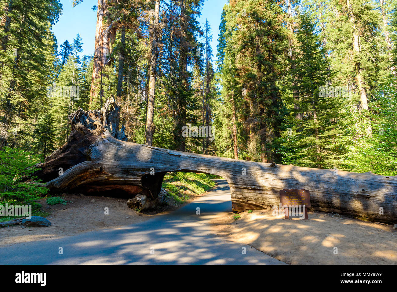 Tunnel Log im Sequoia National Park. Tunnel 8 m hoch, 17 m breit. California, United States. Stockfoto