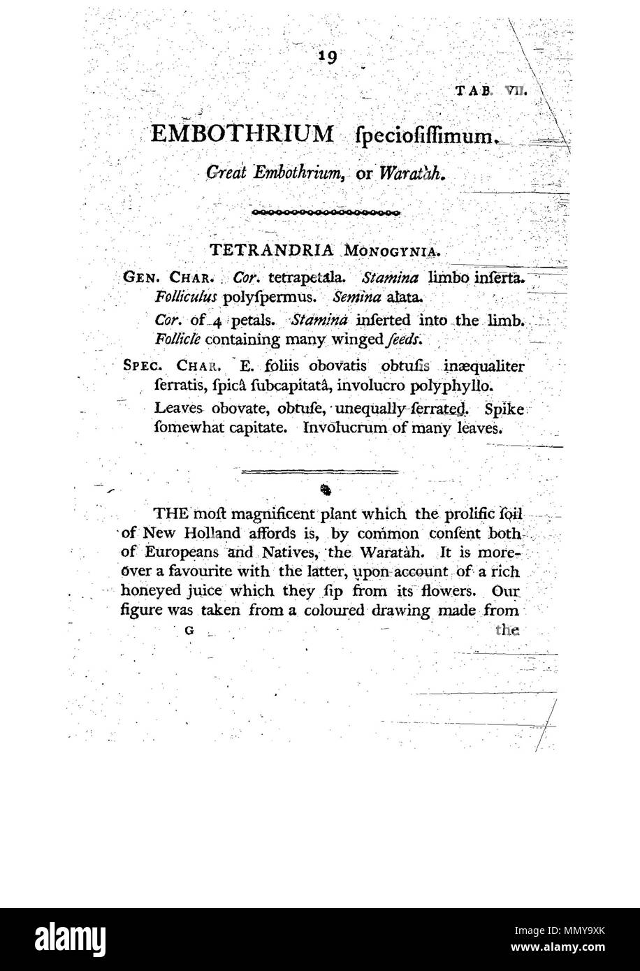 . Dies ist eine Seite von James Edward Smith's'' ein Muster der Botanik von New Holland, der erste separat veröffentlicht Buch über die Flora von Australien. Das Original ist in der Öffentlichkeit durch sein Thema mit einem großen vor vielen Jahren gestorben. Der Scan ist neu, aber da es sich um eine sklavische Kopie einer zweidimensionalen Arbeiten, und da die in den Usa durchgeführt wurde, es ist auch in der Public Domain. Ein Muster der Botanik von New Holland - S. 19 Stockfoto . Dies ist eine Seite von James Edward Smith's'' ein Muster der Botanik von New Holland, der erste separat veröffentlicht Buch über die Flora von Australien. Das Original ist in der Öffentlichkeit durch sein Thema mit einem großen vor vielen Jahren gestorben. Der Scan ist neu, aber da es sich um eine sklavische Kopie einer zweidimensionalen Arbeiten, und da die in den Usa durchgeführt wurde, es ist auch in der Public Domain. Ein Muster der Botanik von New Holland - S. 19 Stockfoto