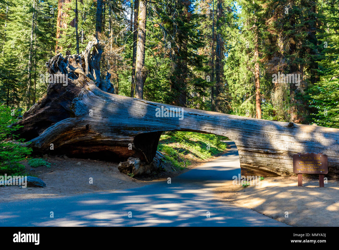 Tunnel Log im Sequoia National Park. Tunnel 8 m hoch, 17 m breit. California, United States. Stockfoto