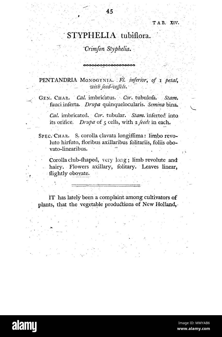 . Dies ist eine Seite von James Edward Smith's'' ein Muster der Botanik von New Holland, der erste separat veröffentlicht Buch über die Flora von Australien. Das Original ist in der Öffentlichkeit durch sein Thema mit einem großen vor vielen Jahren gestorben. Der Scan ist neu, aber da es sich um eine sklavische Kopie einer zweidimensionalen Arbeiten, und da die in den Usa durchgeführt wurde, es ist auch in der Public Domain. Ein Muster der Botanik von New Holland - S. 45 Stockfoto