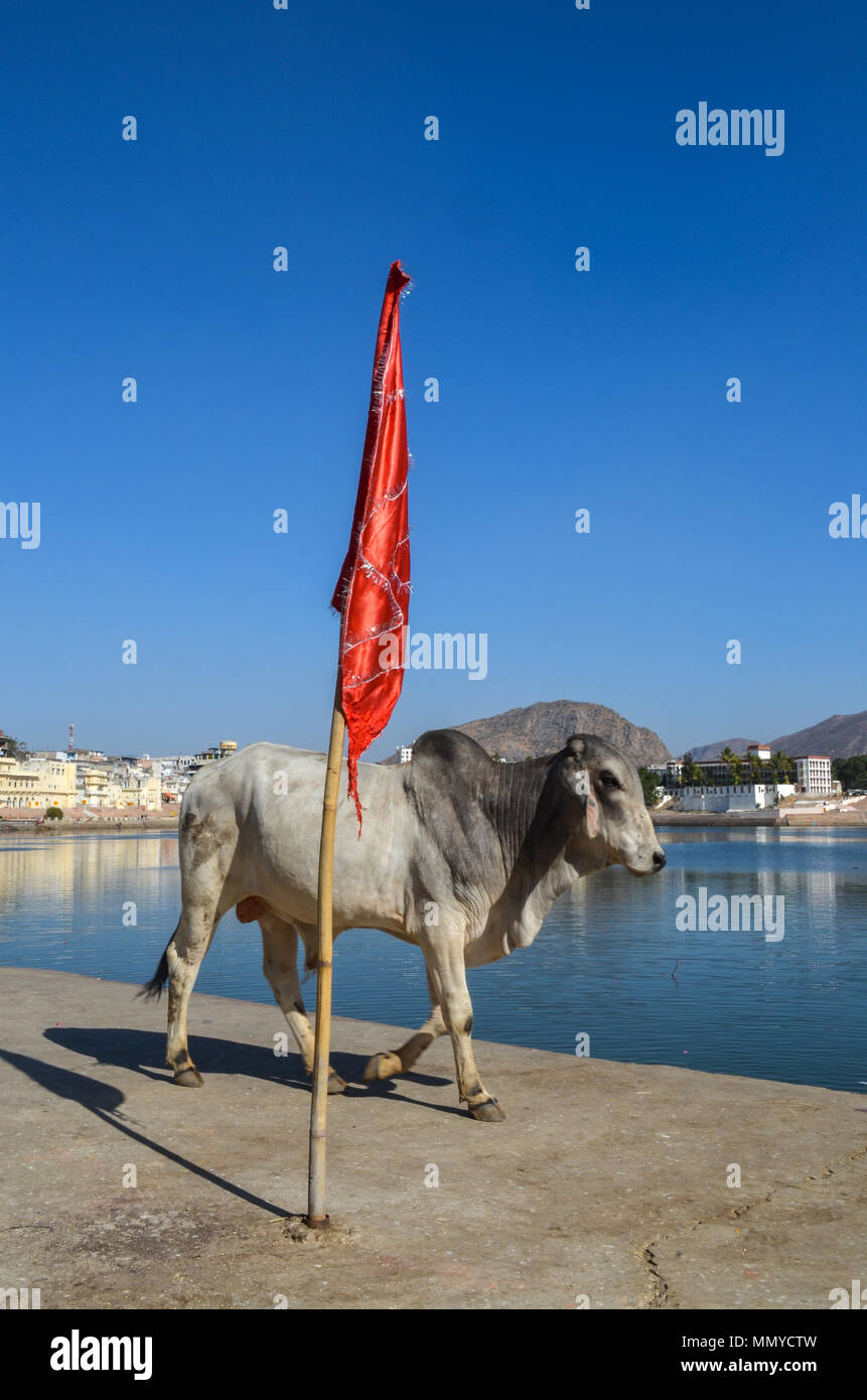 Pushkar, Rajasthan, Indien - Januar 16, 2018: Ein Stier Bummeln am Heiligen Pushkar Sarovar in Pushkar, Rajasthan, Indien. Stockfoto