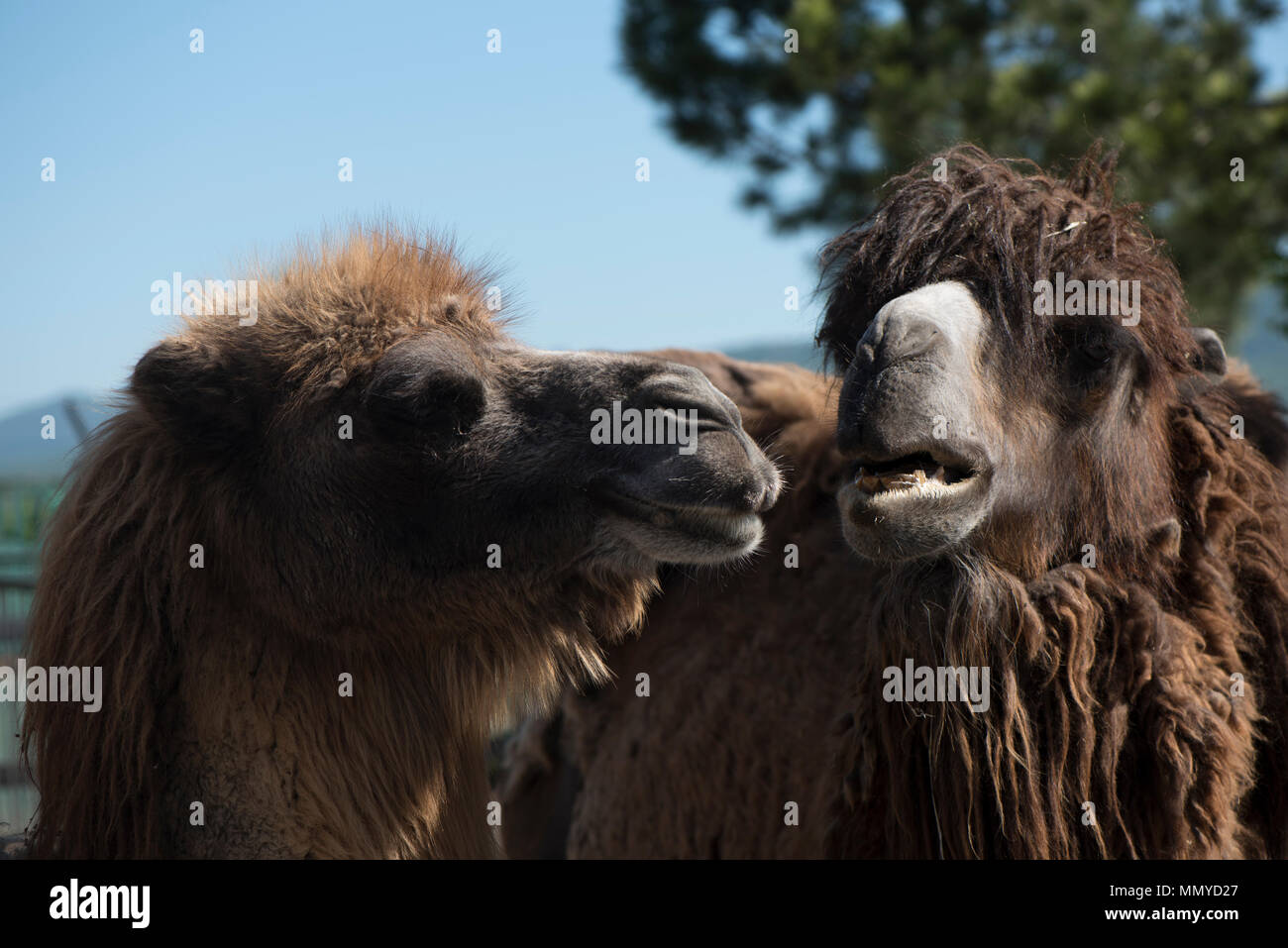 Zwei 2-Humped Kamele stehen und schauen sich an Vor dem Hintergrund der Berge und ein Baum Stockfoto