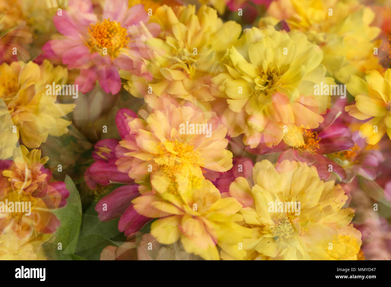 Die schöne Landschaft, die von mehreren Aufnahmen von bunten Blumen gebildet Stockfoto