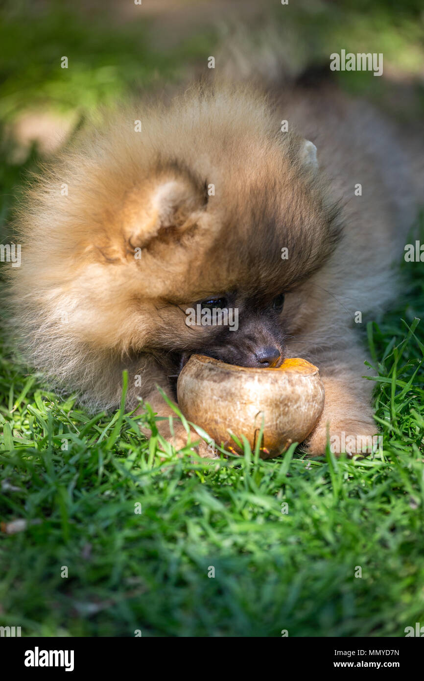 Süße Kleine Flauschige Hunde Kleine Hunderassen 86 Rassen Mit Bildern