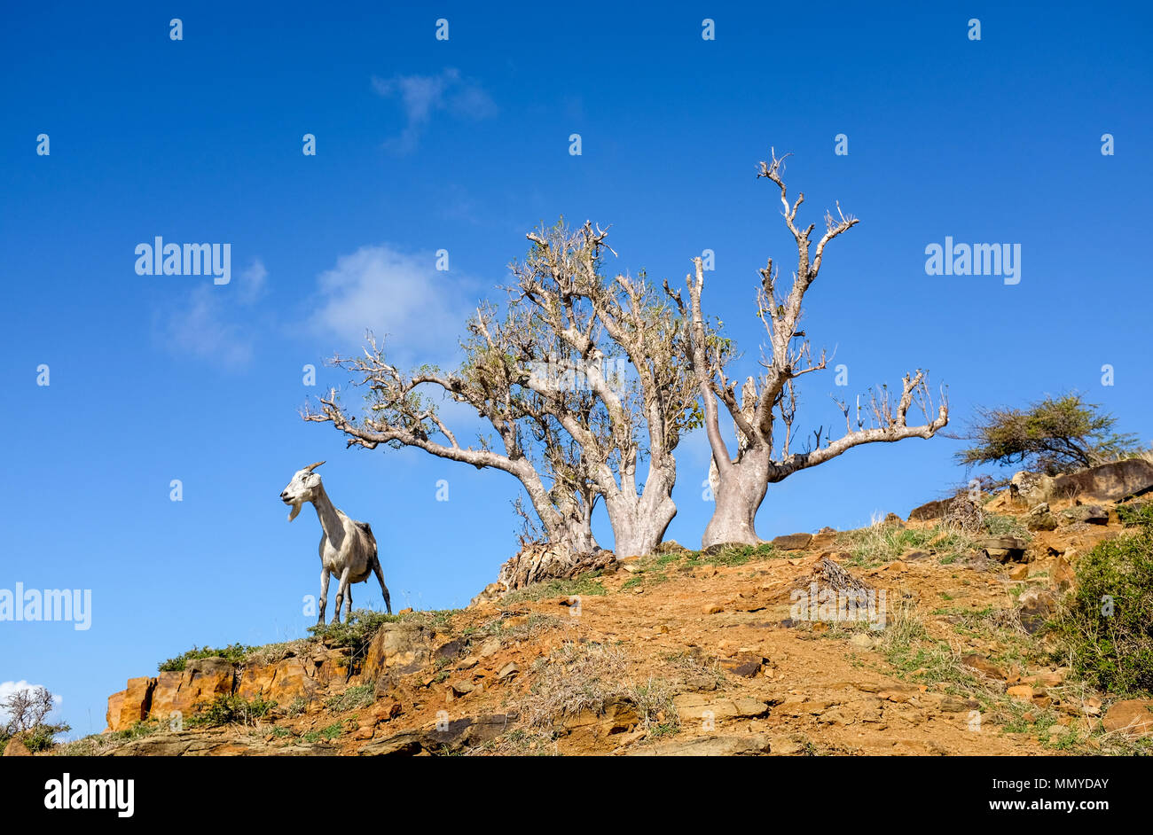Antigua Inseln der Kleinen Antillen in der Karibik West Indies - wilde Ziege mit Baum auf schroffe Landschaft Stockfoto