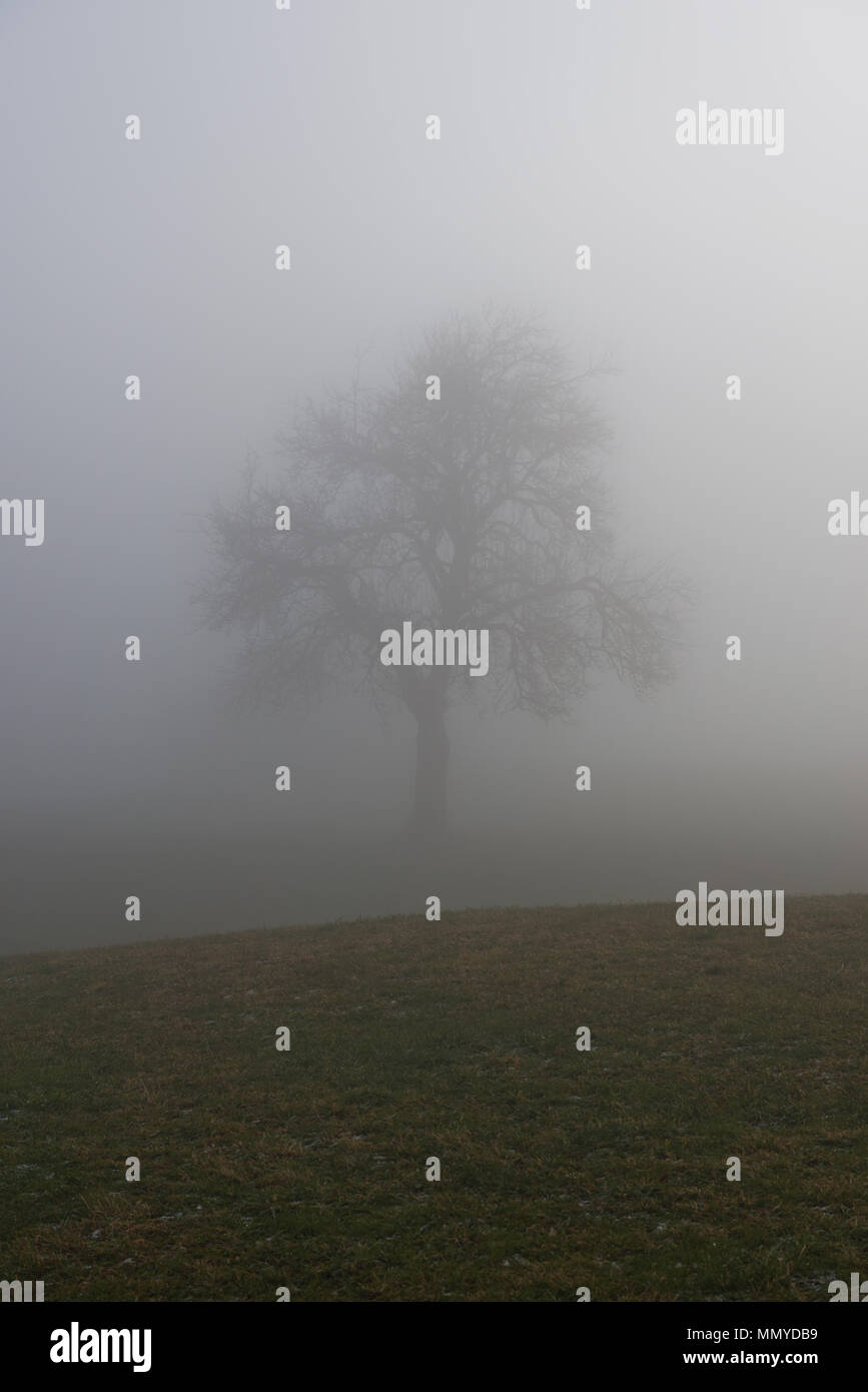 Einsam, leaveless pear-Baum stehend an einem nebligen, gefrorene Wiese im späten November schweren Nebel Stockfoto