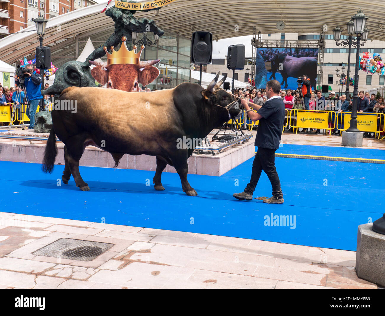 OVIEDO, SPANIEN - Mai 12, 2018: Stockbreeder präsentiert den Stier an den Zucht Gala Show auf der Plaza Ferroviarios Asturianos auf die Himmelfahrt Messe, Ov Stockfoto