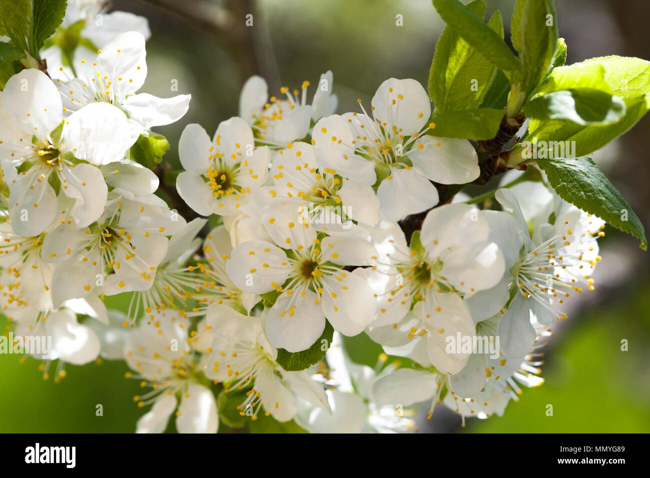 Blühende Pflaume im Garten 2018 Stockfoto