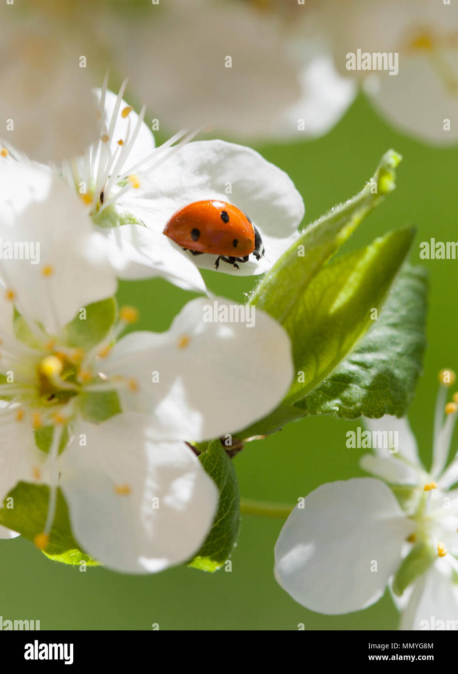 Dame Käfer oder Marienkäfer 2018 auf Blume Stockfoto