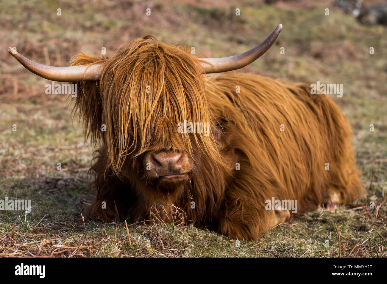 Nahaufnahme einer Schottisches Hochlandrind Kuh in einem Feld in Glencoe, Schottland. Stockfoto