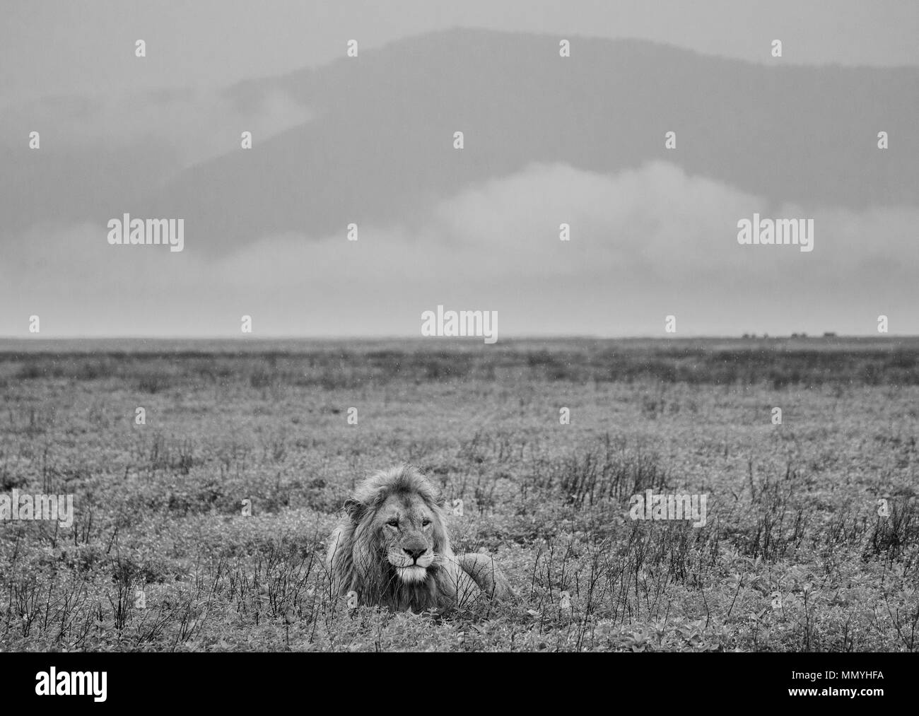 Großer männlicher Löwe, der im Gras liegt. Serengeti Nationalpark. Tansania. Stockfoto