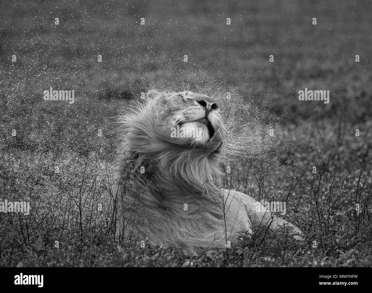 Der große Löwe liegt auf dem Rasen im Regen und schüttelt seinen nassen Mähne. Afrika. Tansania. Serengeti National Park. Stockfoto