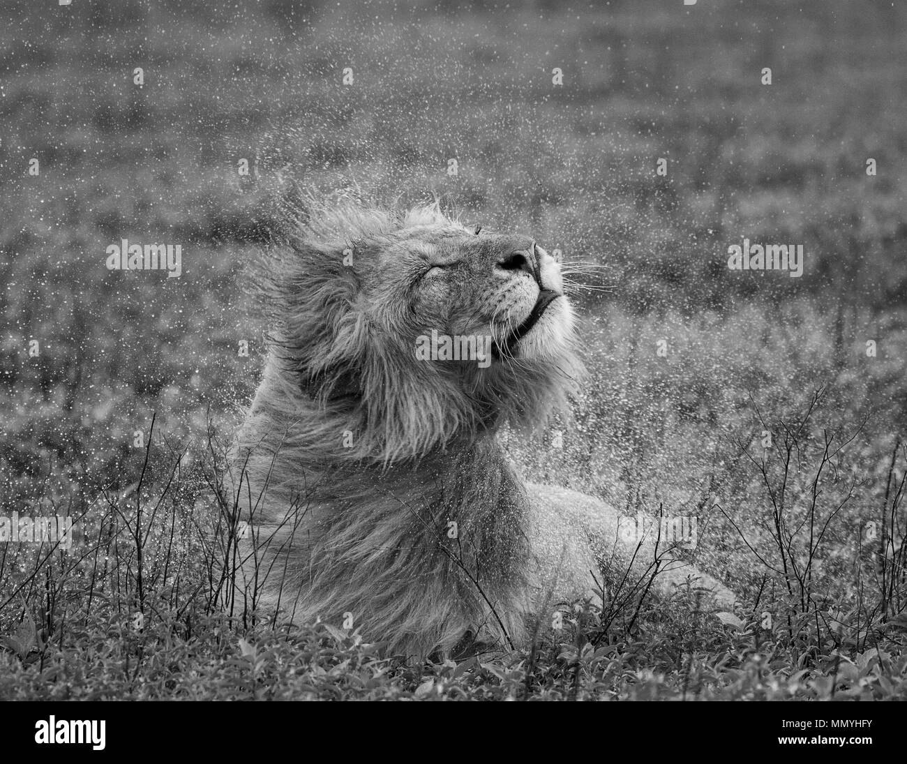 Der große Löwe liegt auf dem Rasen im Regen und schüttelt seinen nassen Mähne. Afrika. Tansania. Serengeti National Park. Stockfoto