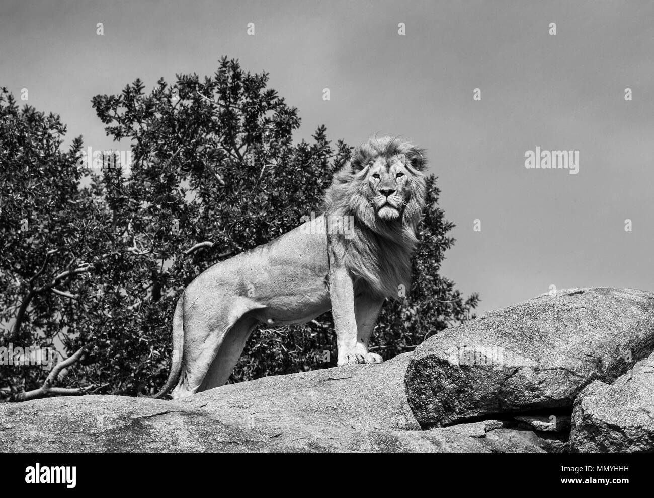 Großer männlicher Löwe auf einem großen Felsen. Serengeti Nationalpark. Tansania. Stockfoto