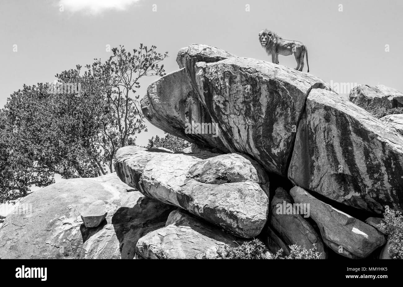 Großer männlicher Löwe auf einem großen Felsen. Serengeti Nationalpark. Tansania. Stockfoto