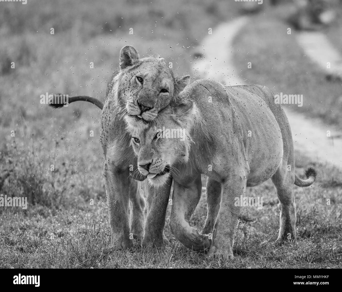 Zwei Löwen gehen in die Savanne. Serengeti Nationalpark. Tansania. Stockfoto