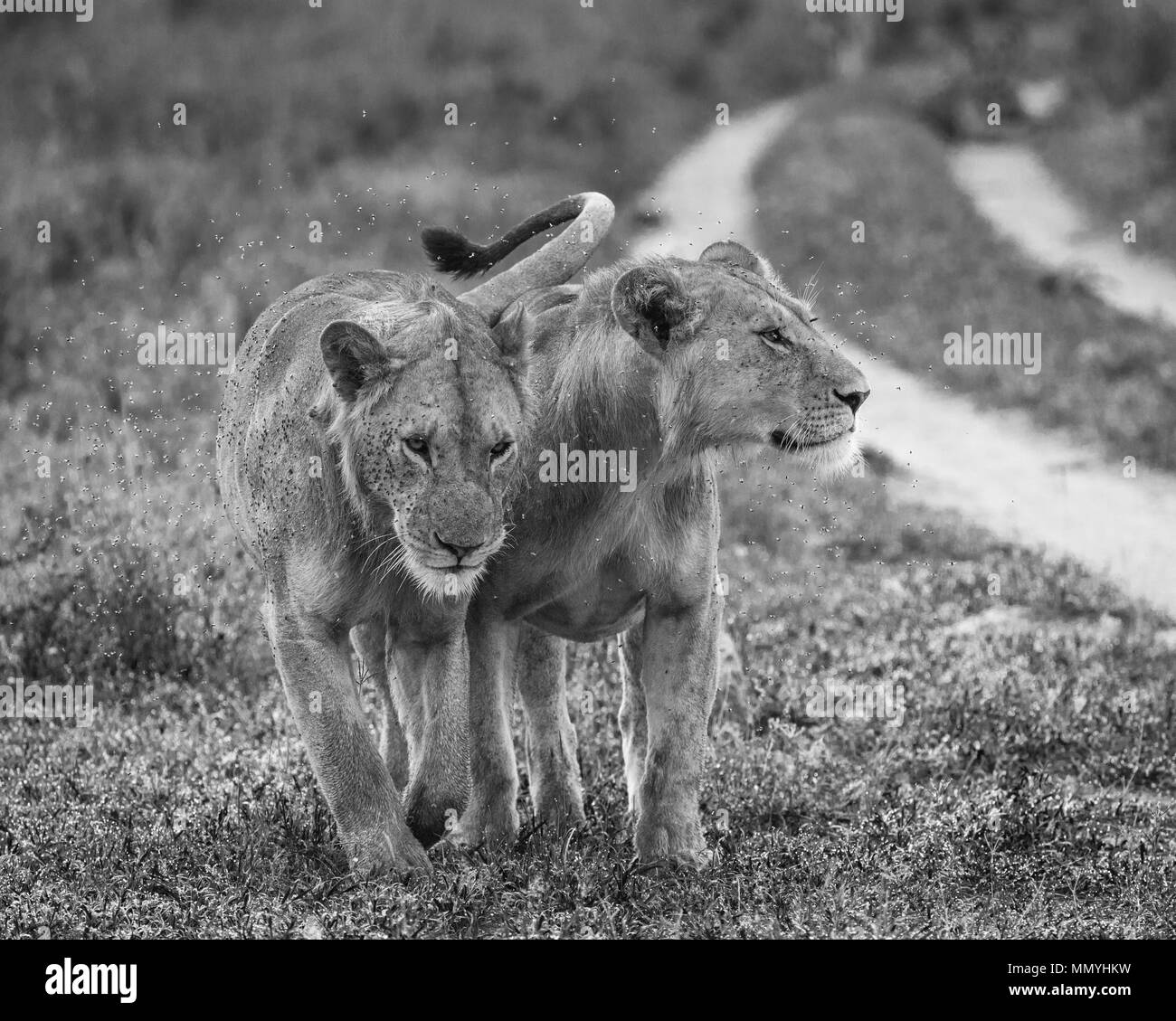 Zwei Löwen gehen in die Savanne. Serengeti Nationalpark. Tansania. Stockfoto