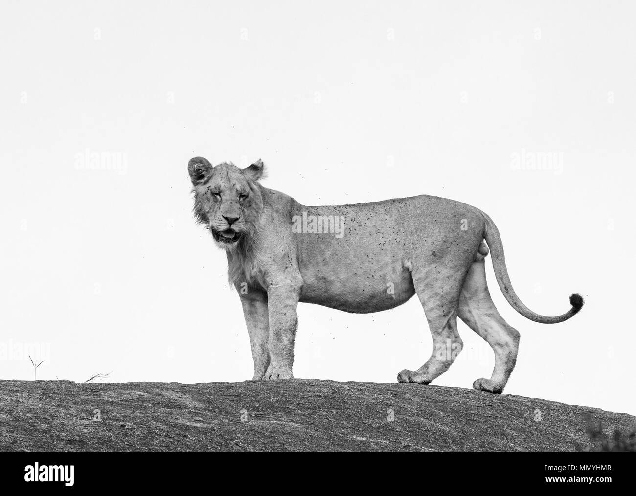 Löwin auf einem großen Felsen in der Serengeti National Park. Afrika. Tansania. Stockfoto