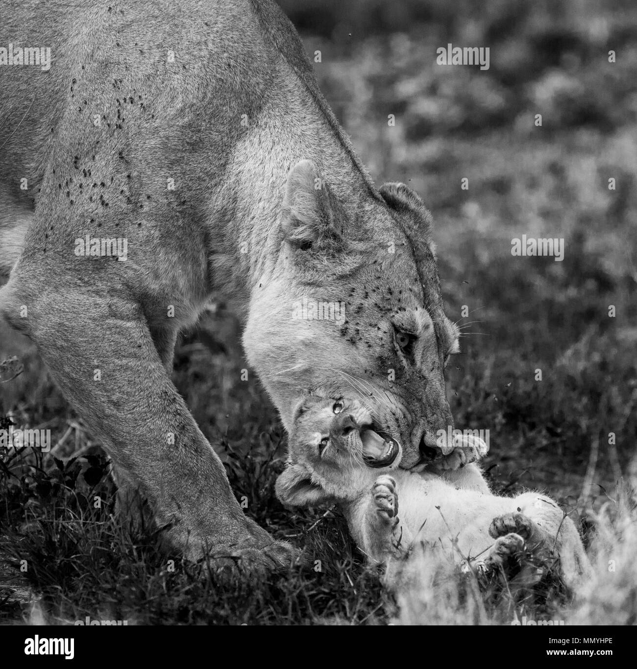 Löwin mit Cub in der Serengeti National Park. Afrika. Tansania. Serengeti National Park. Stockfoto