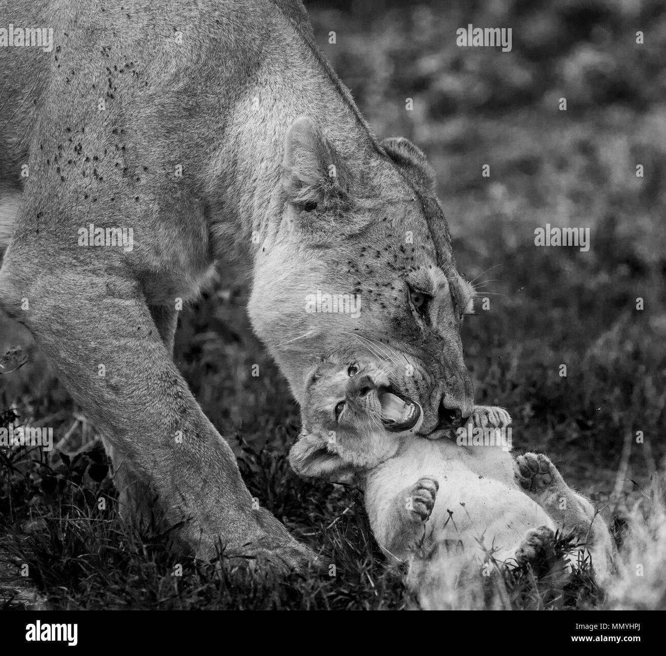 Löwin mit Cub in der Serengeti National Park. Afrika. Tansania. Serengeti National Park. Stockfoto