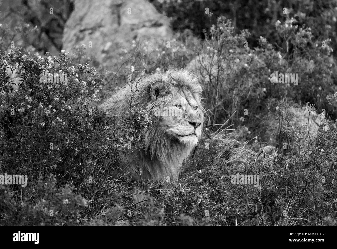 Porträt des großen männlichen Löwen im Gras. Serengeti Nationalpark. Tansania. Stockfoto
