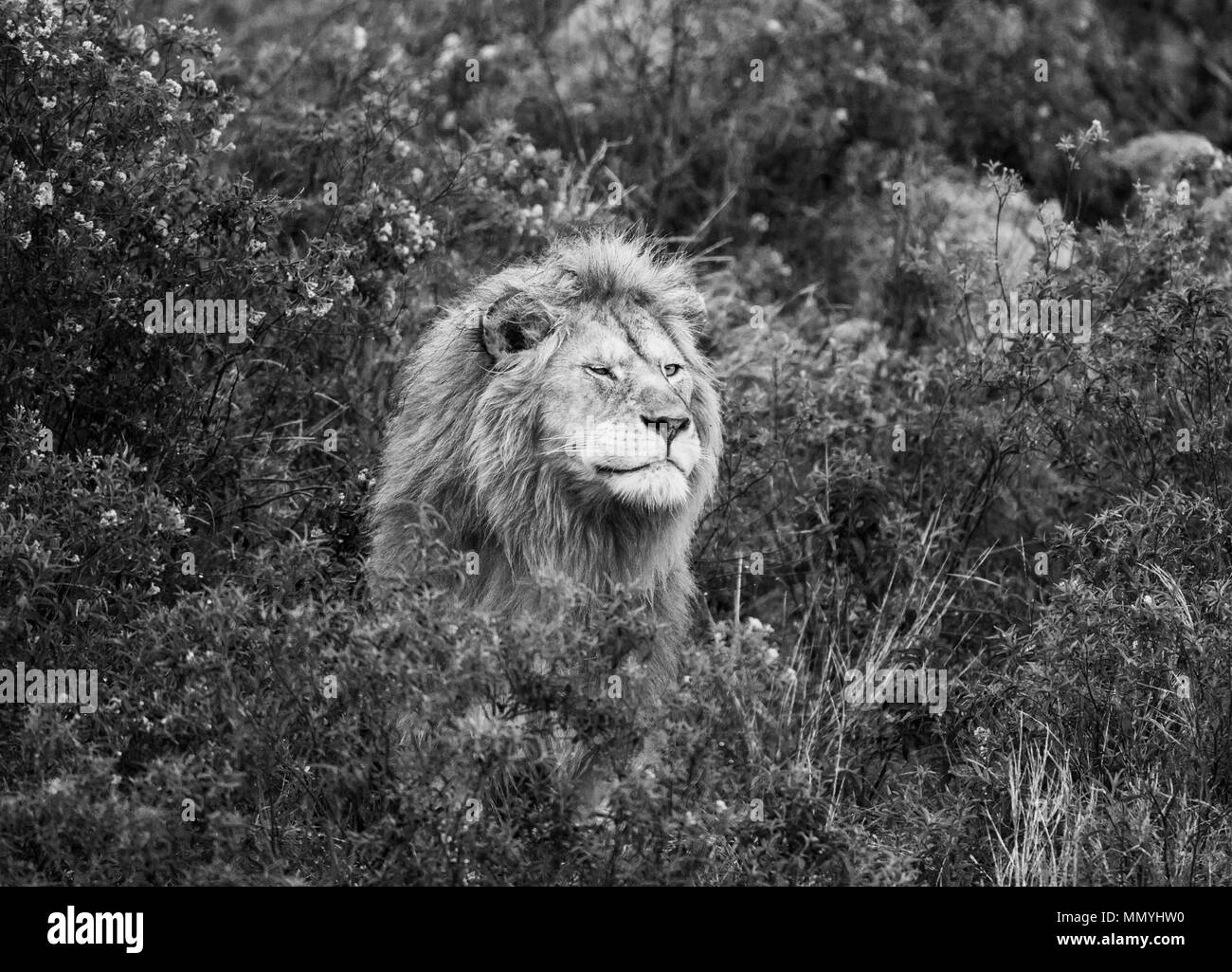 Porträt des großen männlichen Löwen im Gras. Serengeti Nationalpark. Tansania. Stockfoto