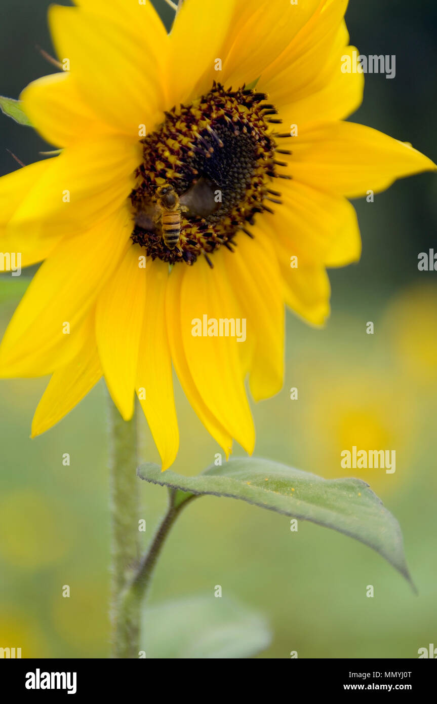 Eine Biene Partner mit eine Sonnenblume im Laufe der bestäubung. Stockfoto