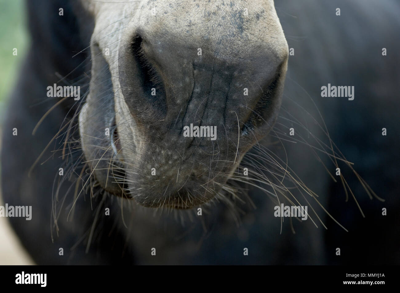 Ein in der Nähe der Nasenlöcher und schnurrhaare von einem Pferd. Stockfoto